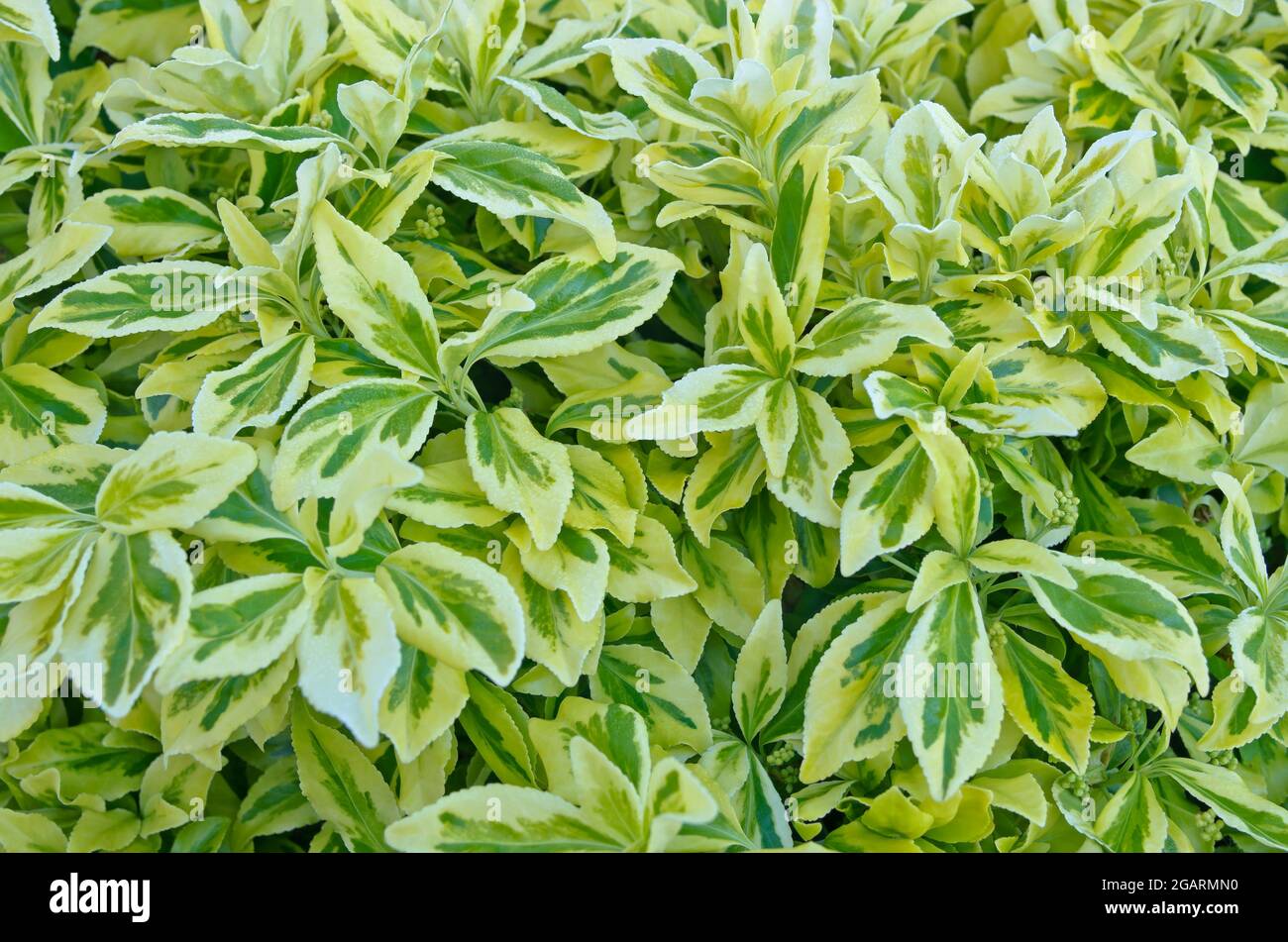 Nahaufnahme des sich entfaltenden weißen und grün-bunten Laubs im Frühfrühling auf dem immergrünen Euonymus fortunei Silver Queen Strauch, Mai, England Stockfoto