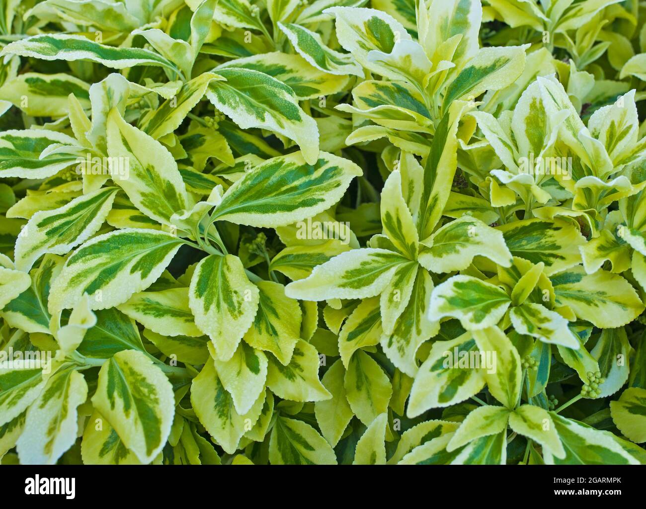 Nahaufnahme des sich entfaltenden weißen und grün-bunten Laubs im Frühfrühling auf dem immergrünen Euonymus fortunei Silver Queen Strauch, Mai, England Stockfoto