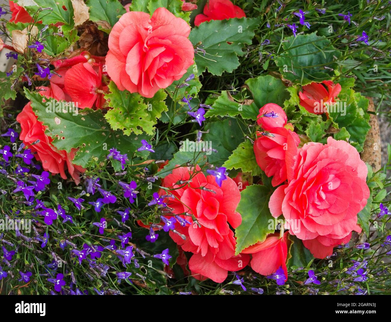 Im Spätsommer blühende dunkelrosa Doppelbegonien-Blüten und blau/lila angehängte Rebellerie in Terrakotta-Topf, August England Stockfoto
