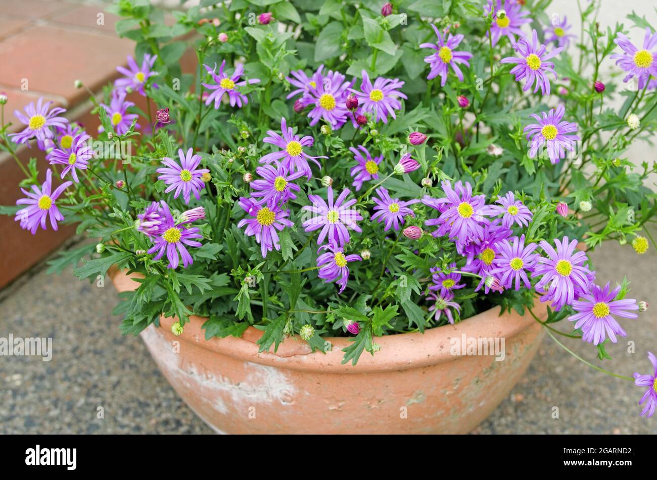 Nahaufnahme von mauve Brachyscome Brasco Violet, Swan River Daisy, in Blüte in flachem runden, unglasierten Terrakotta-Topf, Juli, England Sommer. Stockfoto
