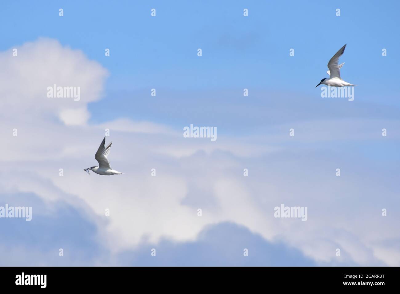 Common Terns, Gullane Bay, North Berwick, East Lothian, Schottland Großbritannien Stockfoto