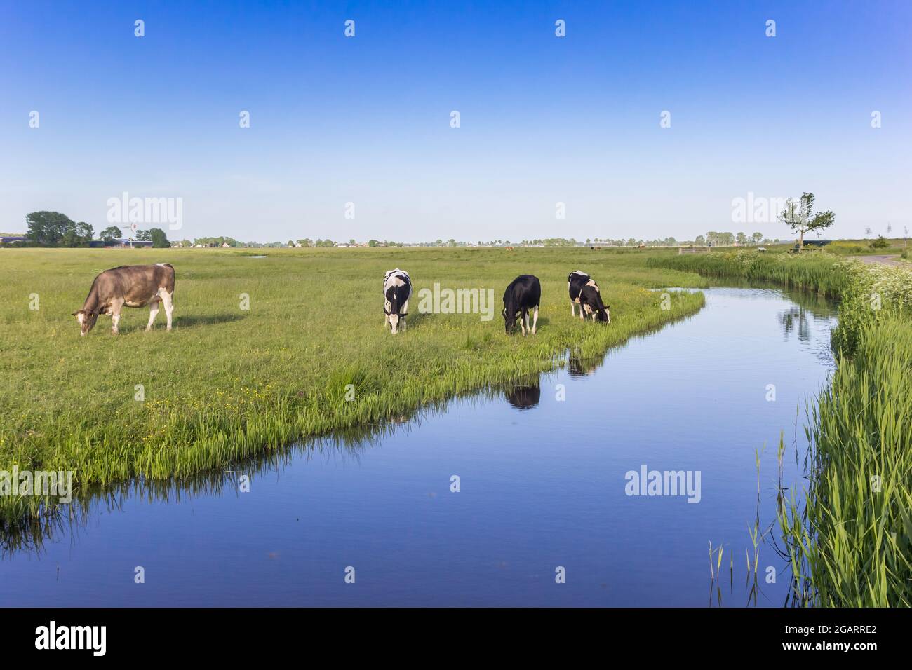 Holländische holstein-Kühe, die an einem kleinen Fluss in Groningen, Niederlande, dtanding Stockfoto
