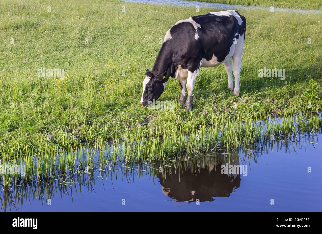 Typische holländische holstein-Kuh, die am Flussufer in Groningen grast Stockfoto