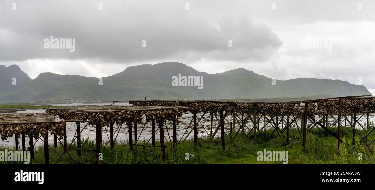 Blick auf Holzregale an der Küste der Lofoten-Inseln mit Hunderten von Stockfischköpfen, die in der arktischen Luft trocknen Stockfoto