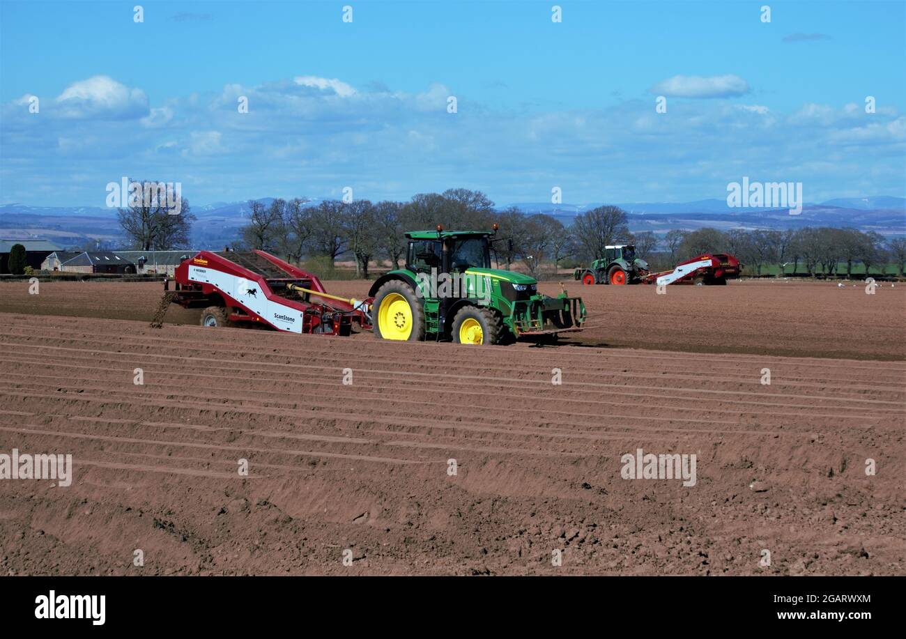 Traktor entsteinen und Pflanzen von Kartoffeln, Perthshire, Schottland - Kartoffelfeldarbeit Stockfoto