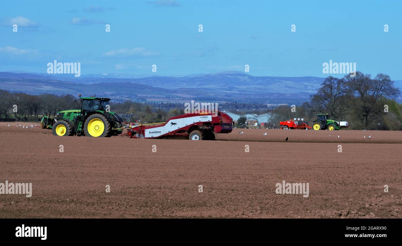 Traktor entsteinen und Pflanzen von Kartoffeln, Perthshire, Schottland - Kartoffelfeldarbeit Stockfoto