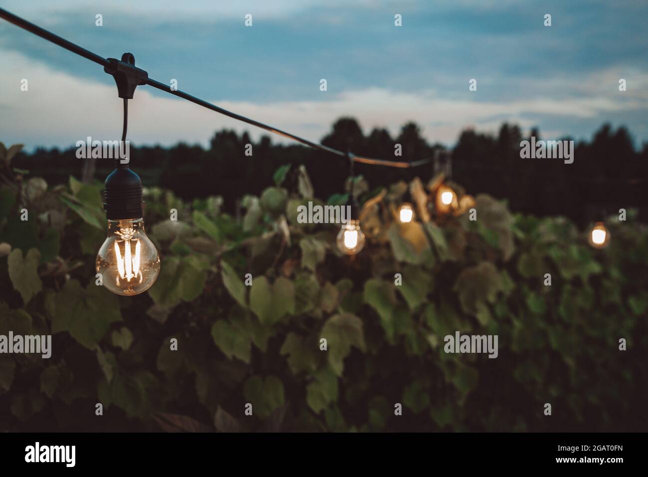Outdoor String Lichter in einem Weinberg. Romantisches Sommerabendkonzept. Edison-Lampen, Glühlampen für den Außenbereich Stockfoto