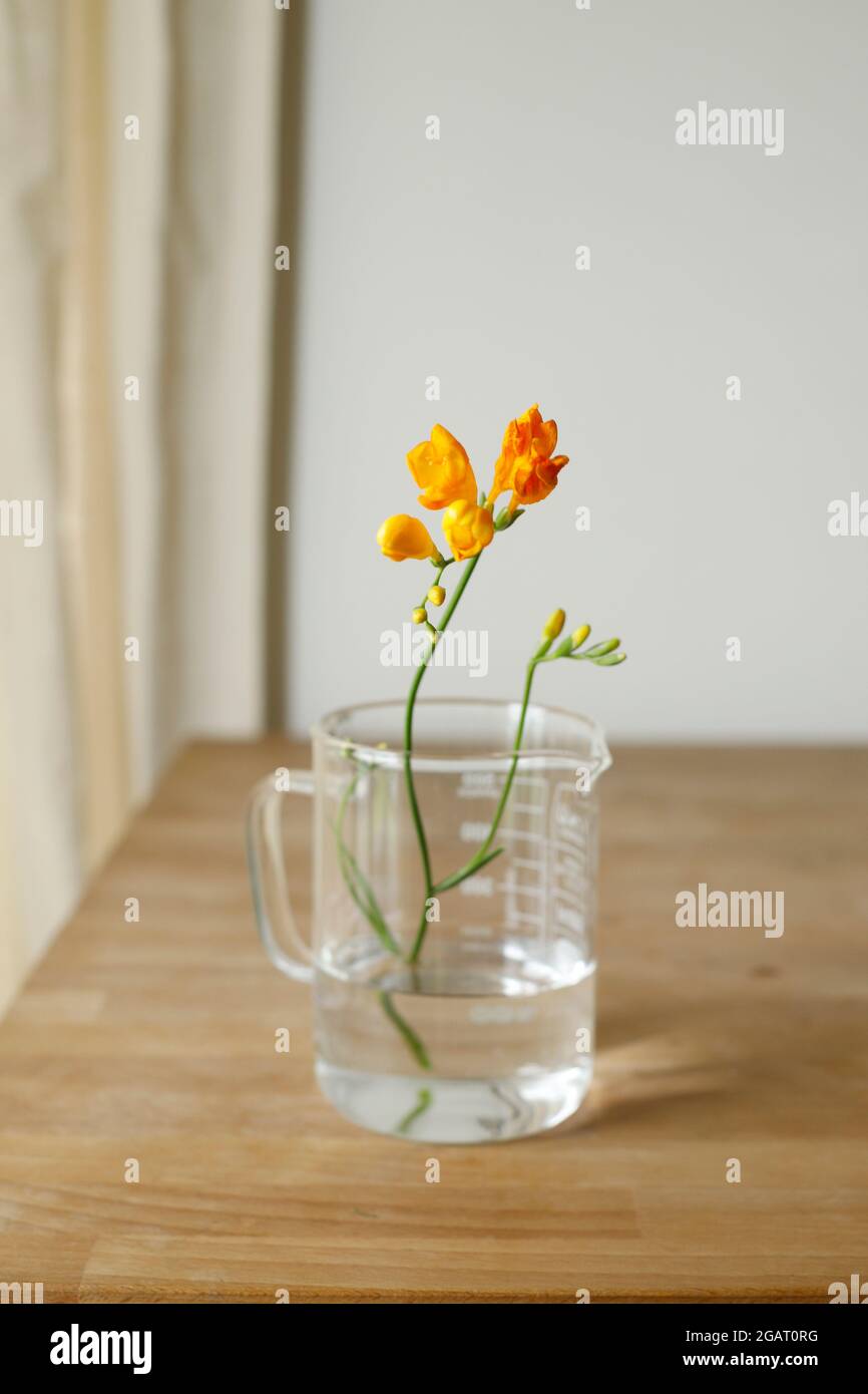 Orangegelbe Freesie-Blüten in transparentem Glas auf Holzschreibtisch und minimalistischer nordischer Instagram-ähnlicher Lifestyle Wellness Frühling Sommer gesund Stockfoto