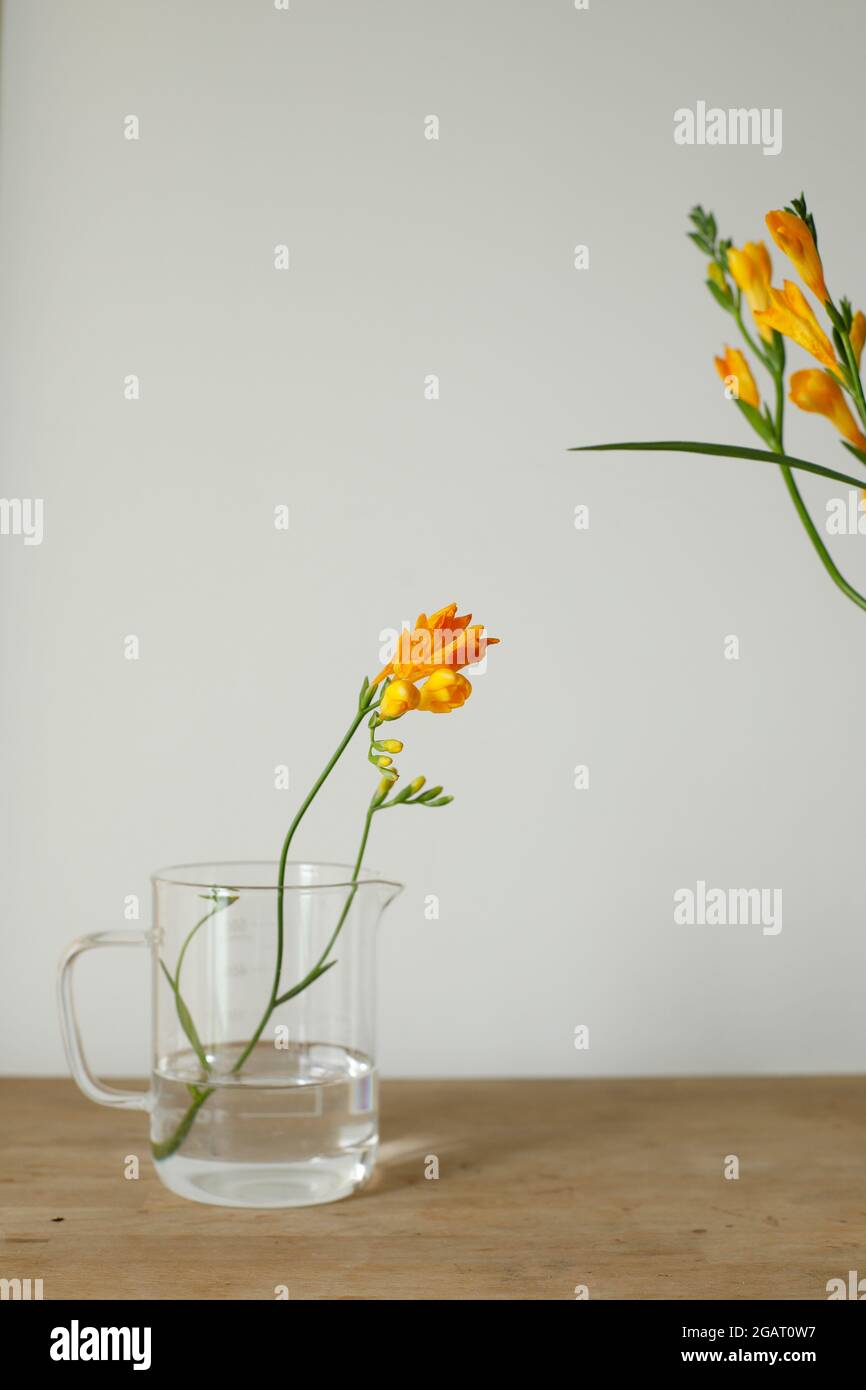 Orangegelbe Freesie-Blüten in transparentem Glas auf Holzschreibtisch und minimalistischer nordischer Instagram-ähnlicher Lifestyle Wellness Frühling Sommer gesund Stockfoto