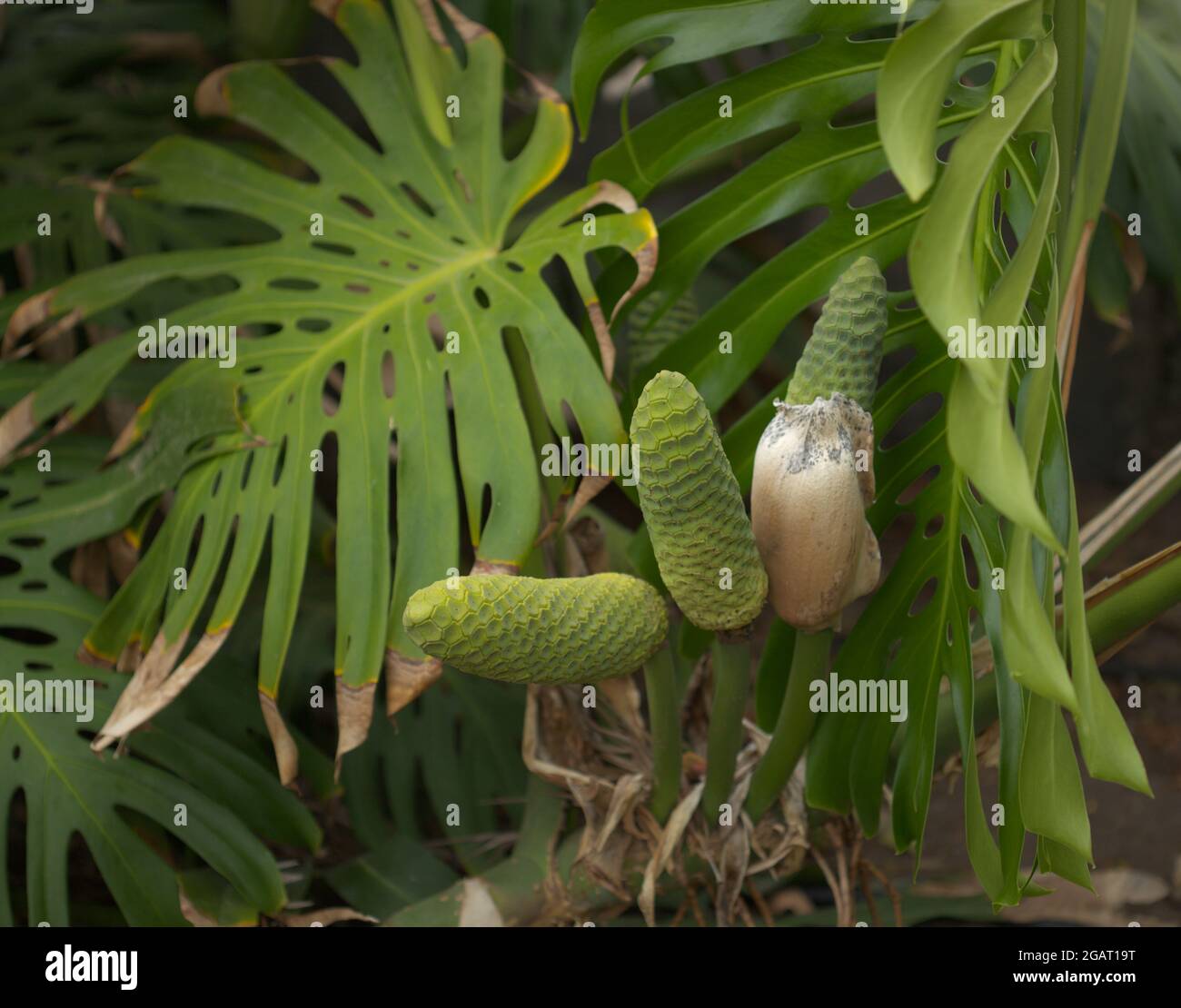 Monstera deliciosa, Schweizer Ksepflanze, bilden Frucht natrlichen Makro  floralen Hintergrund Stockfotografie - Alamy