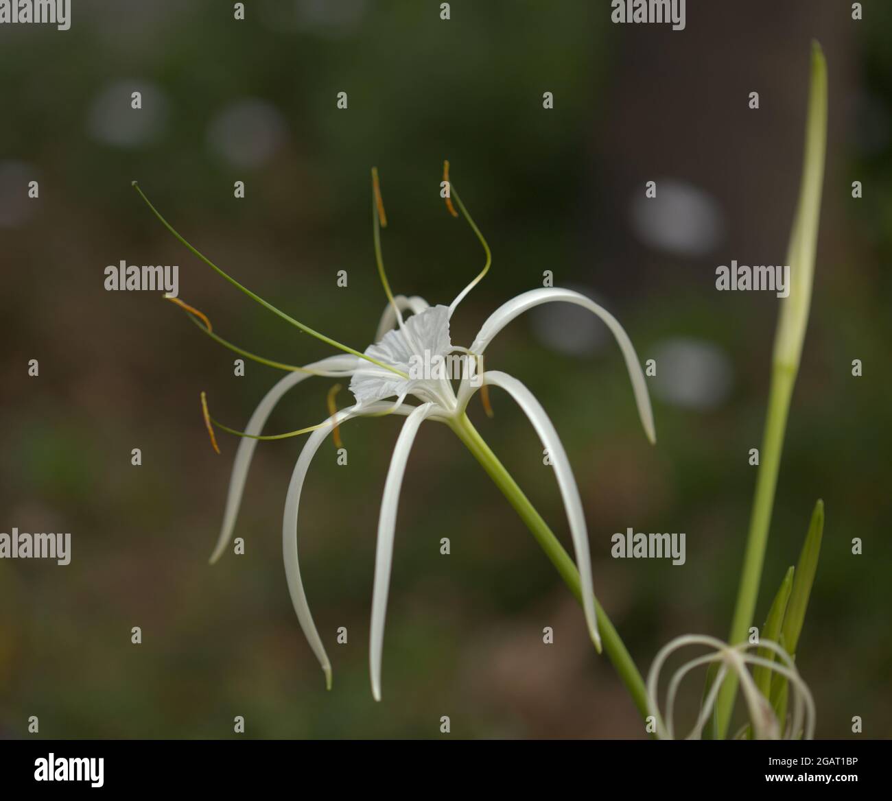 Weiße Blüten von Hymenocallis, Spinnenlilie, natürlicher Makro-floraler Hintergrund Stockfoto