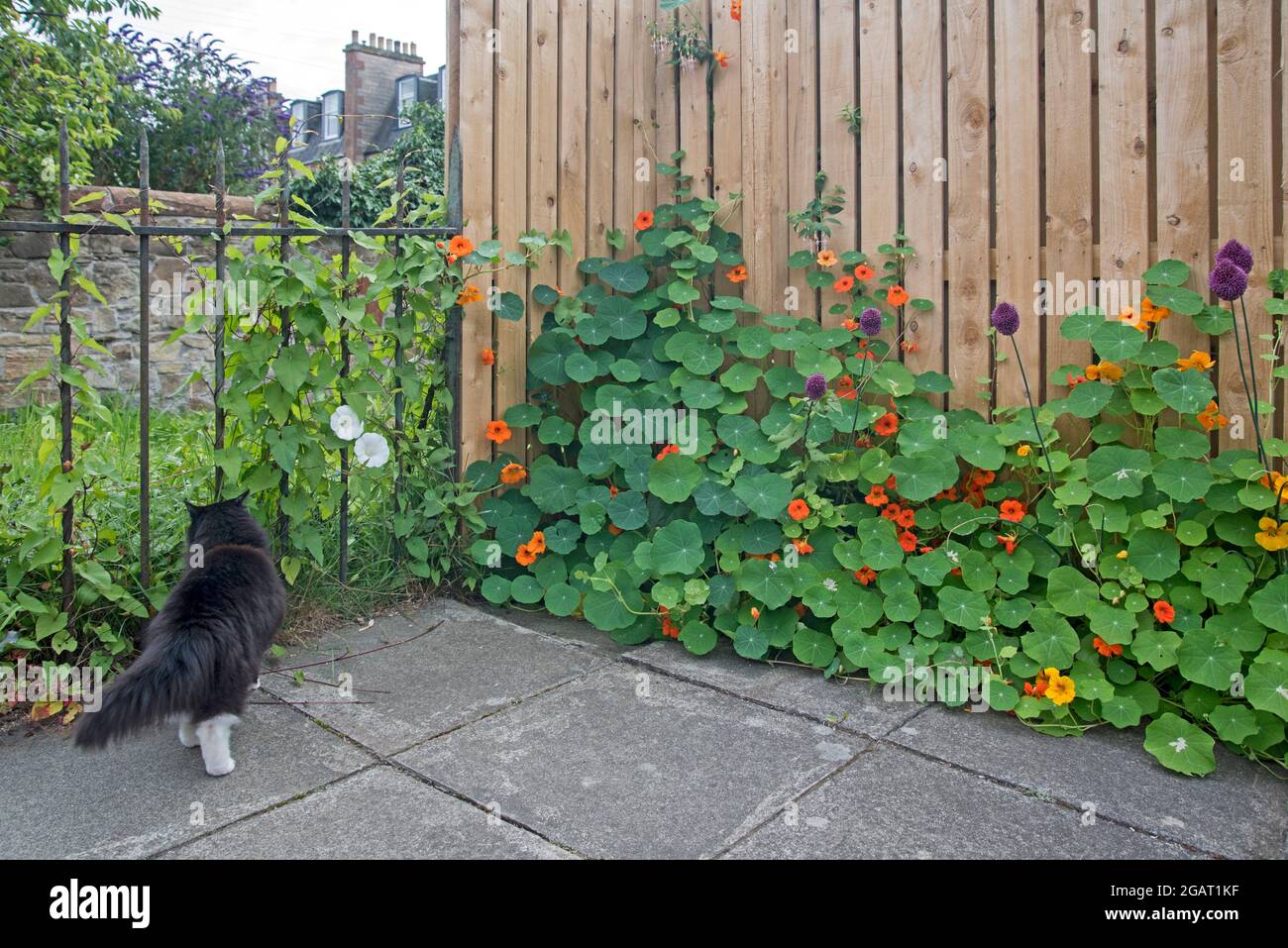 Nasturtien und Allium wachsen zusammen in einem Hinterhof in Edinburgh, Schottland, Großbritannien. Stockfoto