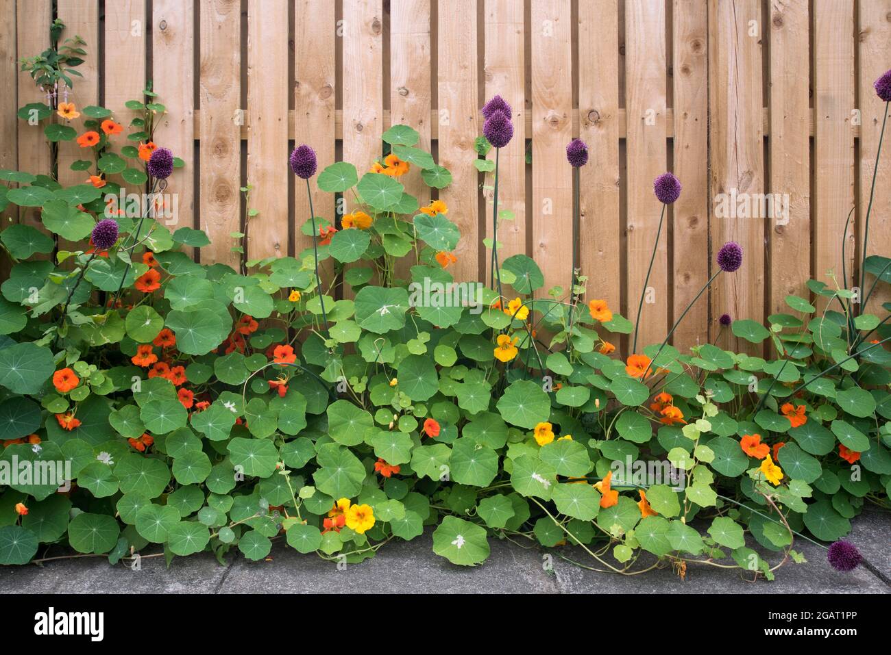 Nasturtien und Allium wachsen zusammen in einem Hinterhof in Edinburgh, Schottland, Großbritannien. Stockfoto