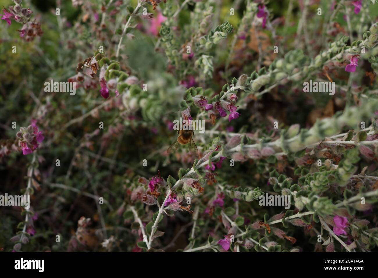 Bee in Lavendel Stockfoto