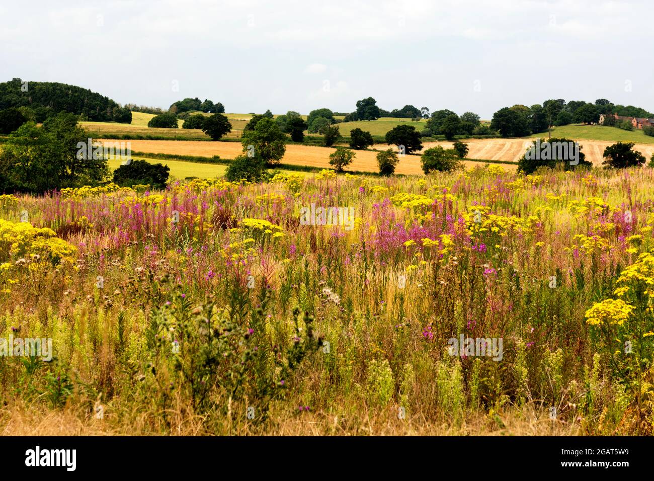Landwirtschaftliche Flächen, unbebaut und mit Unkraut bedeckt, Warwickshire, Großbritannien Stockfoto