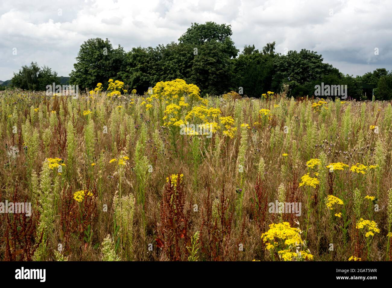Landwirtschaftliche Flächen, unbebaut und mit Unkraut bedeckt, Warwickshire, Großbritannien Stockfoto