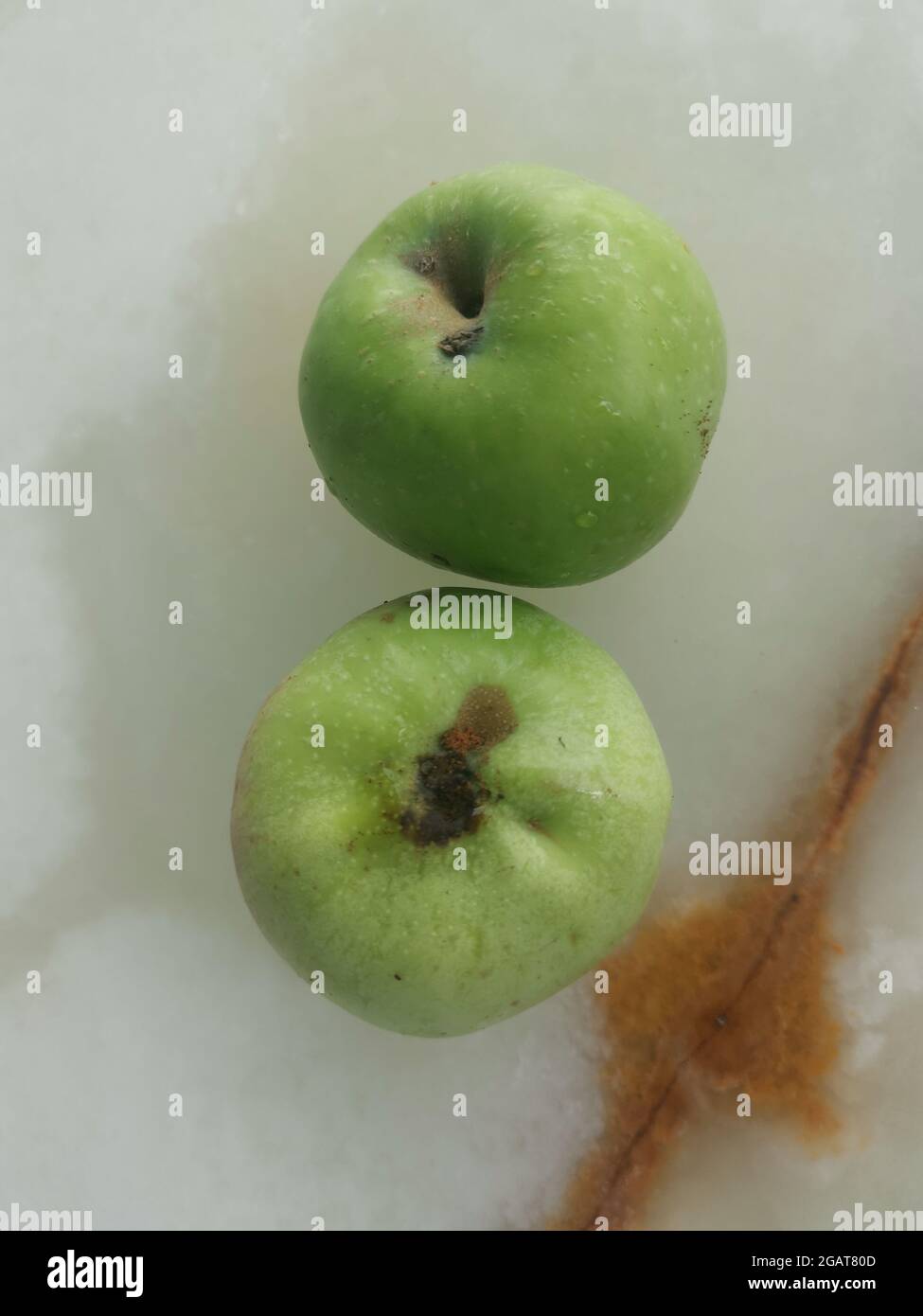 Grüne Äpfel frisch vom Baum sind noch nicht vollständig reif Stockfoto