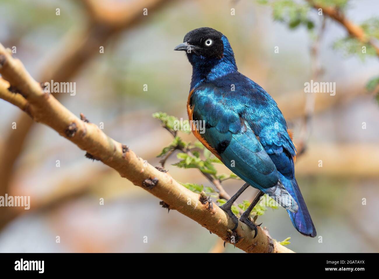 Superb Starling - Lamprotornis Superbus, wunderschön leuchtender Star aus afrikanischen Wäldern und Büschen, Tsavo East, Kenia. Stockfoto