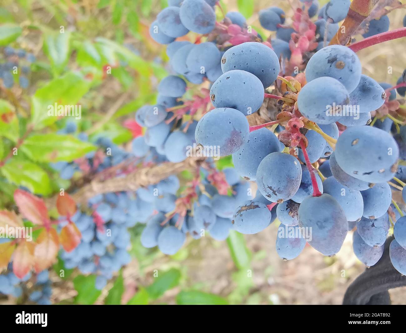 Für die Farbe typische Mahonia-Früchte, auch als Basis für Softdrinks geeignet Stockfoto
