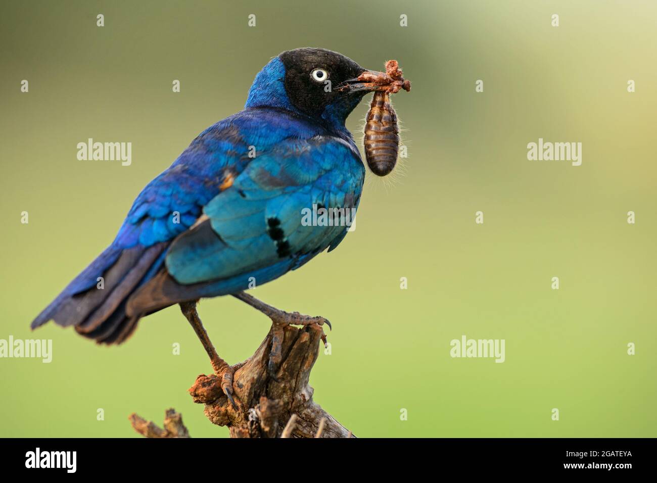 Superb Starling - Lamprotornis Superbus, wunderschön leuchtender Star aus afrikanischen Wäldern und Büschen, Tsavo East, Kenia. Stockfoto