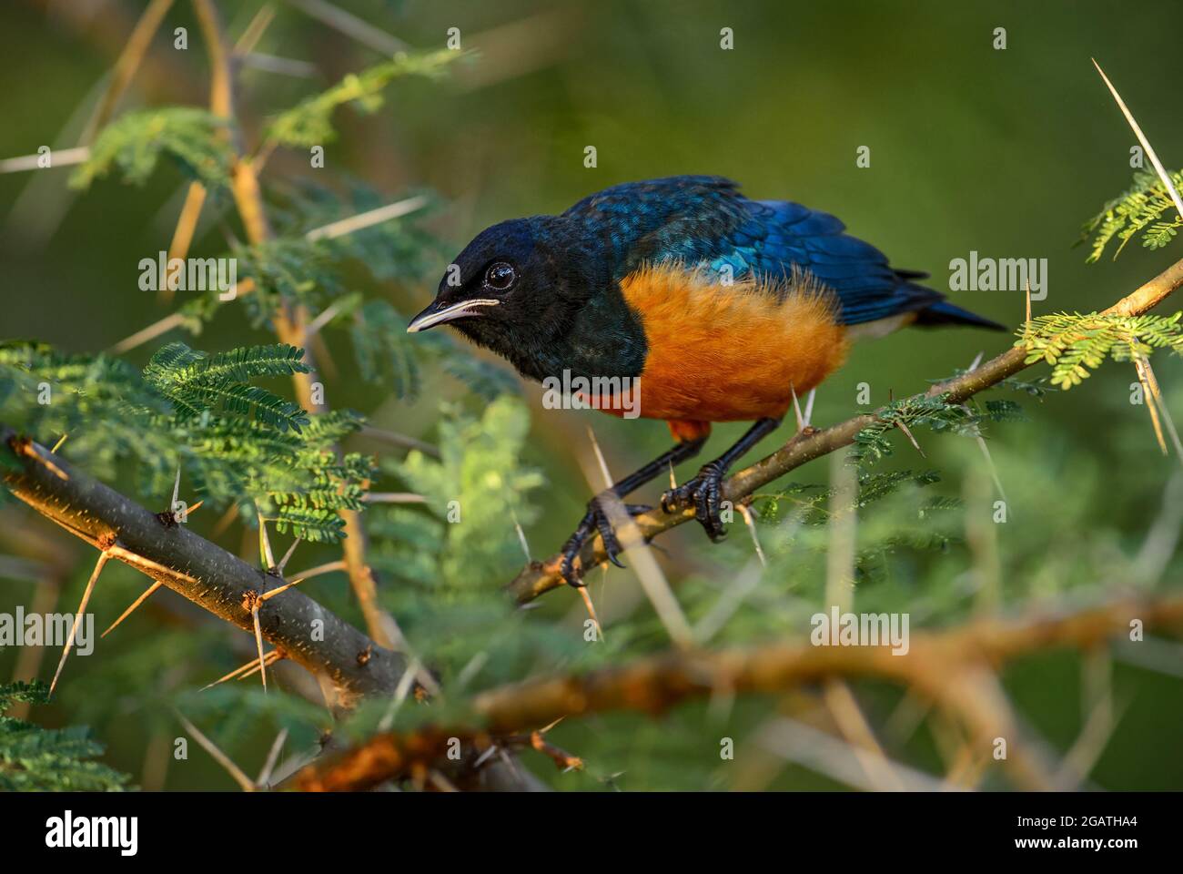 Superb Starling - Lamprotornis Superbus, wunderschön leuchtender Star aus afrikanischen Wäldern und Büschen, Tsavo East, Kenia. Stockfoto