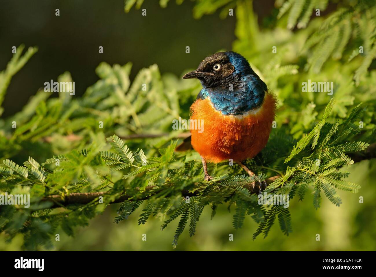 Superb Starling - Lamprotornis Superbus, wunderschön leuchtender Star aus afrikanischen Wäldern und Büschen, Tsavo East, Kenia. Stockfoto