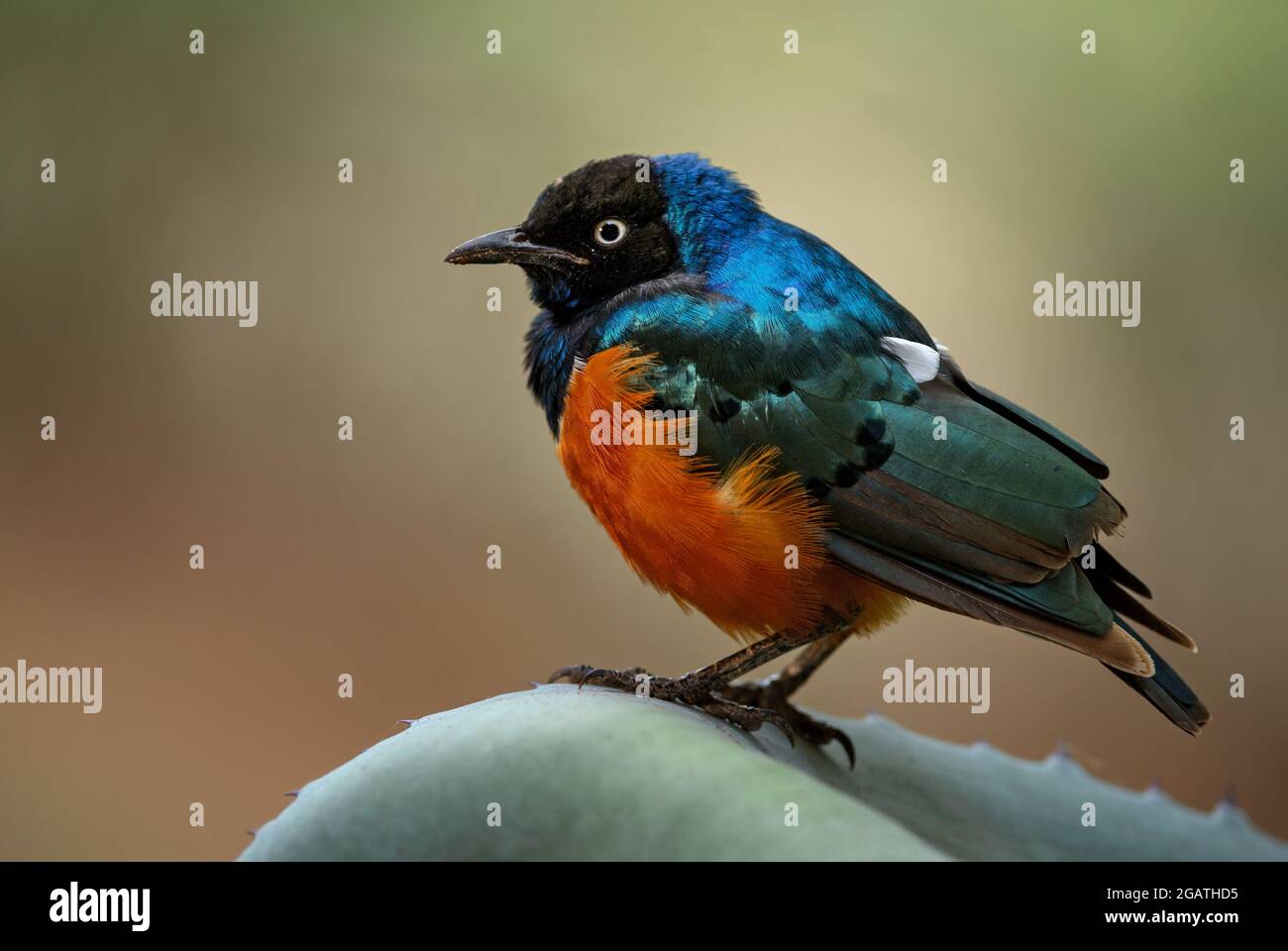 Superb Starling - Lamprotornis Superbus, wunderschön leuchtender Star aus afrikanischen Wäldern und Büschen, Tsavo East, Kenia. Stockfoto