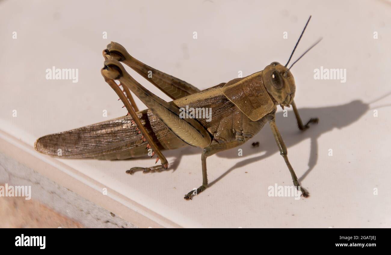 Heckenschreck (Valanga irregularis), der an einem sonnigen Herbsttag in einem Garten in Queensland, Australien, auf einer weißen Oberfläche ruht. Stockfoto