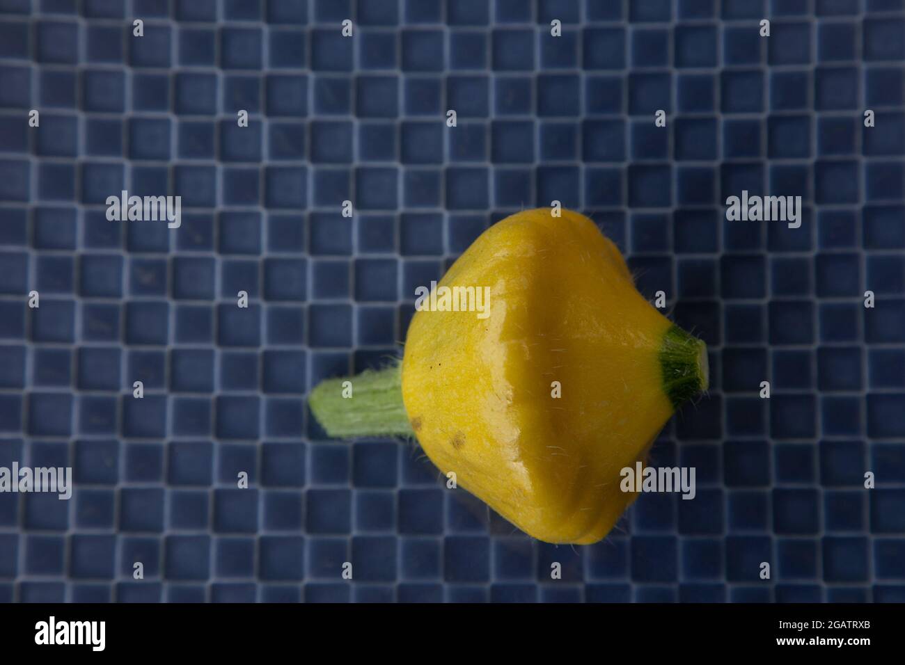 Yello Patty Pan Squash, Sorte Sunburst Stockfoto