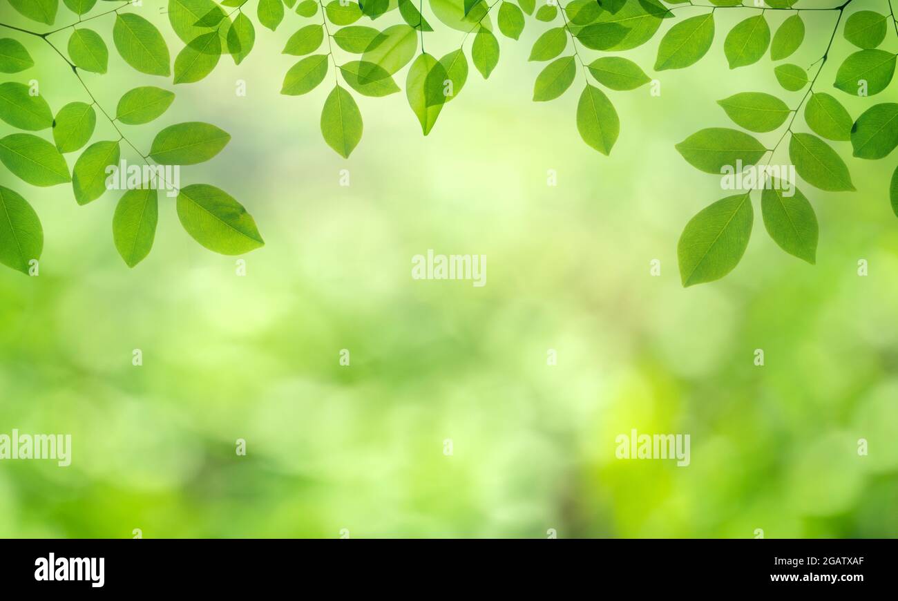 Nahaufnahme von grünen Blättern auf verschwommenem grünen Hintergrund im Garten. Stockfoto