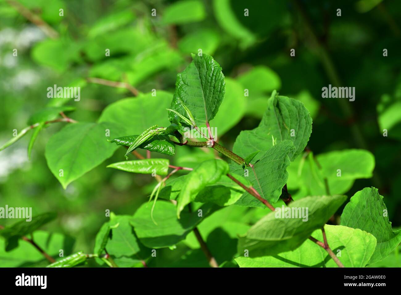 Reynoutria Sakhalin ist eine Pflanzenart der Gattung Reynoutria aus der Buchweizen-Familie Stockfoto
