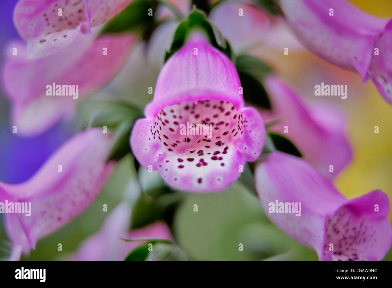 Wildblumenwiese Stockfoto