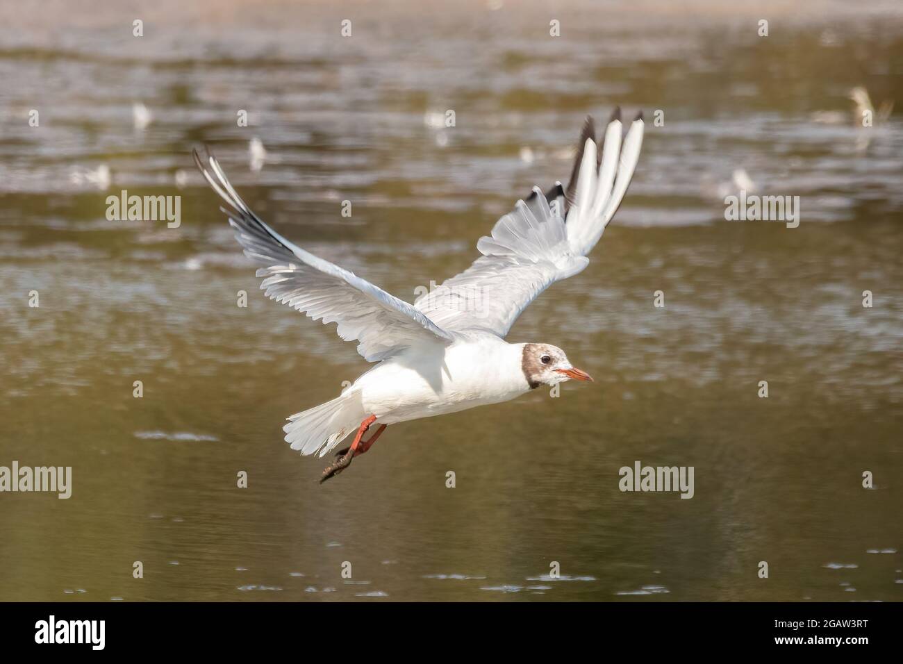 Eine Schwarzkopfmöwe (Chroicocephalus ridibundus) im Fluge im Naturschutzgebiet Marismas de Odiel, Huelva, Andalusien, Spanien Stockfoto