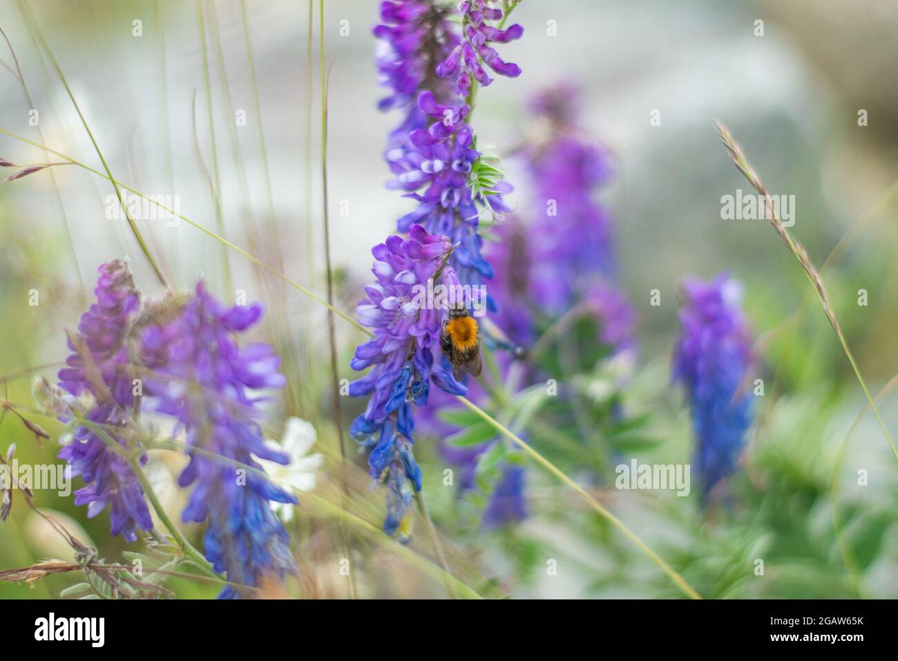 Isoliertes Exemplar der Honigbiene beim Saugen von Nektar aus Lavendelblüten auf natürlichem Hintergrund mit geringer Schärfentiefe. Stockfoto