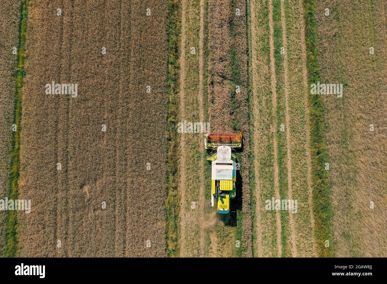 Drohnenbild des Mähdreschers im Feld Stockfoto