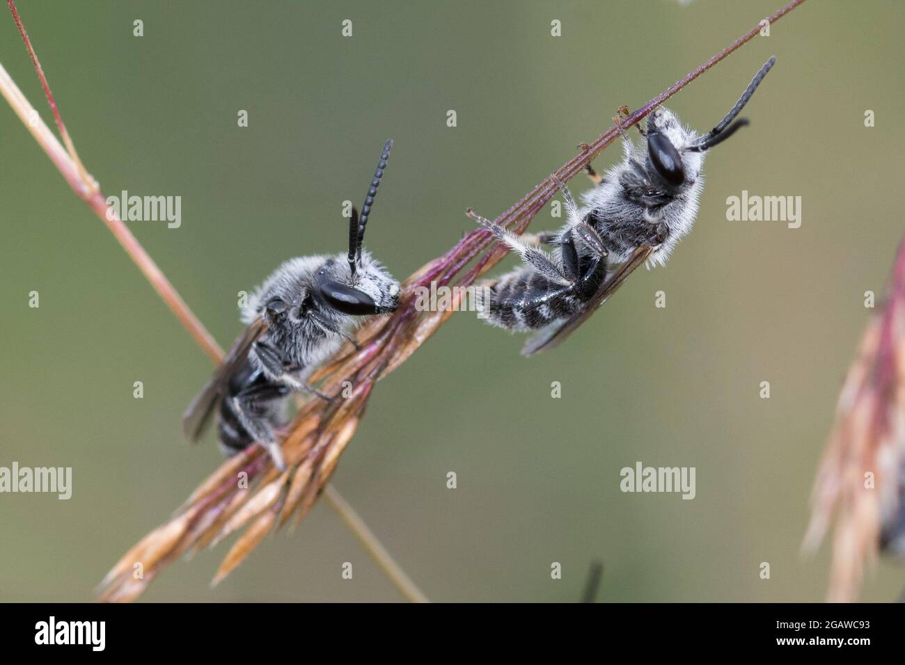 Zwei Wildbienen machen Pause auf einem Grashalm in der Blumenwiese Stockfoto