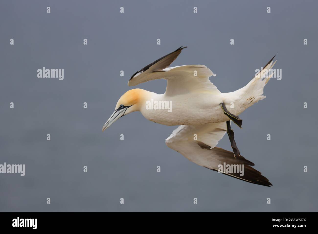 Ein erwachsener nördlicher Gannet (Morus bassanus) im Flug in der einzigen englischen Kolonie im Bempton Cliffs RSPB Reserve, East Yorkshire Stockfoto