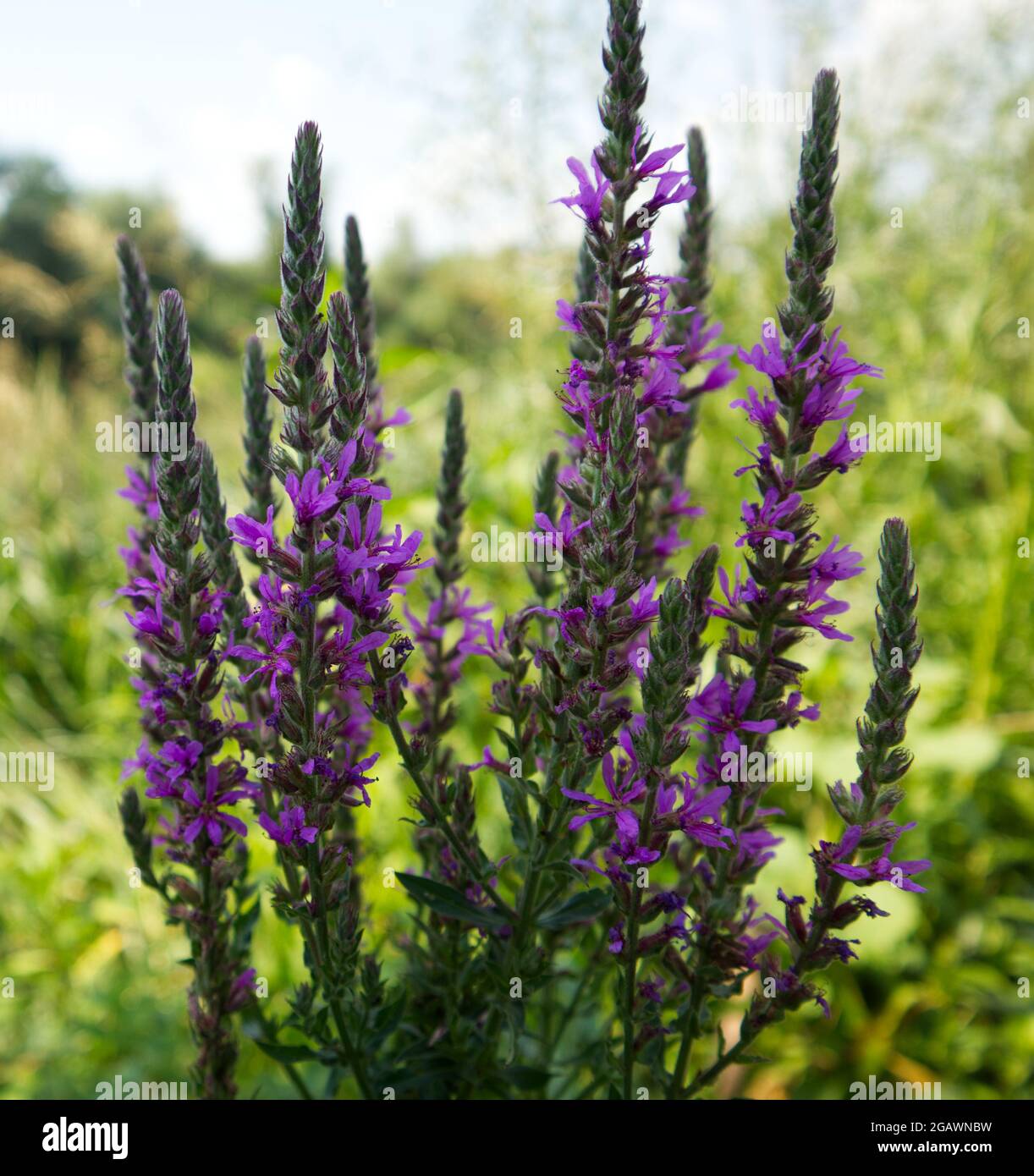 Purpurner Streit - Lythrum salicaria Stockfoto