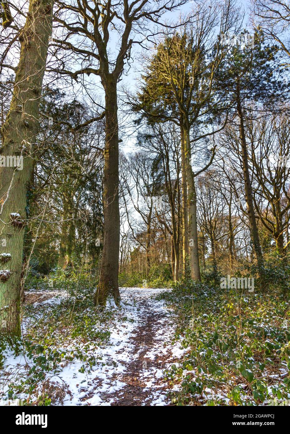 Southcrest Wood in Redditch, Worcestershire im Winter. Stockfoto