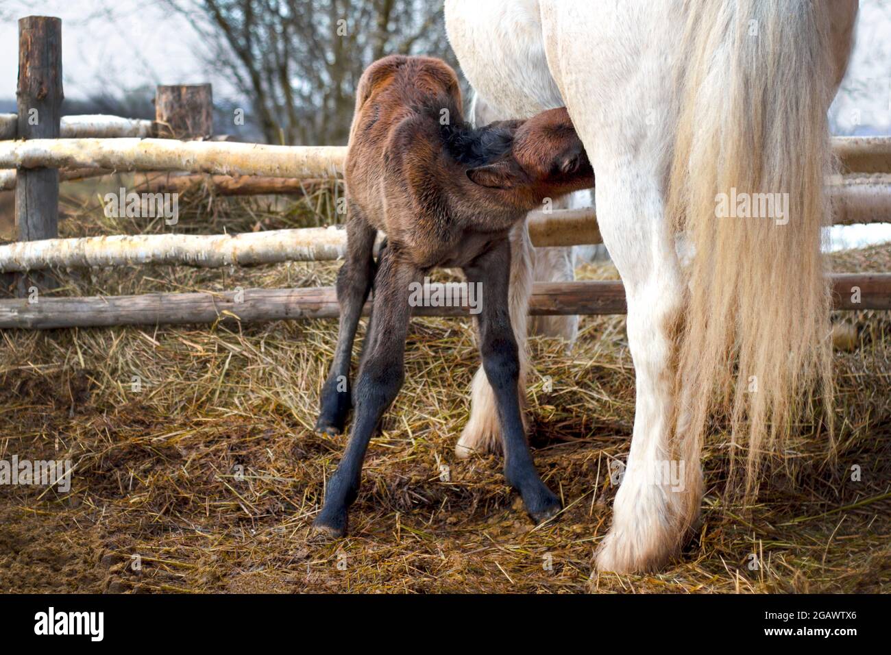 Das kleine Fohlen saugt der Stute im Stall Milch ab. Stockfoto