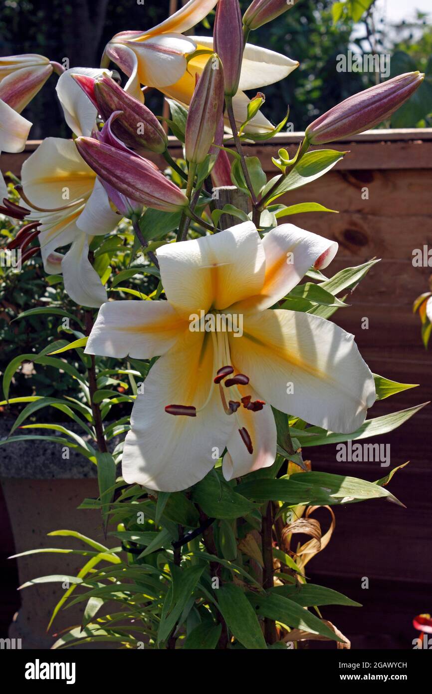 LILIUM VERMISSE ETWAS BESONDERES. WOLKENKRATZER LILY Stockfoto