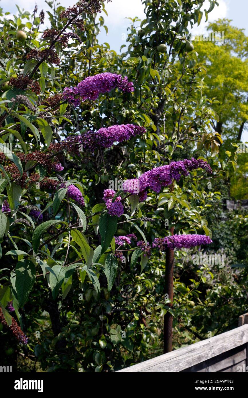 BUDDLEJA DAVIDII EMPIRE BLAU Stockfoto