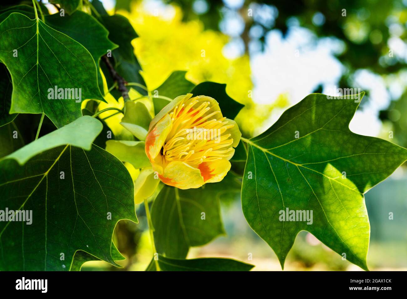 Detail von Tulpenbaum -liriodendron oder gelbe Pappel - mit gelb -orange Blume Stockfoto