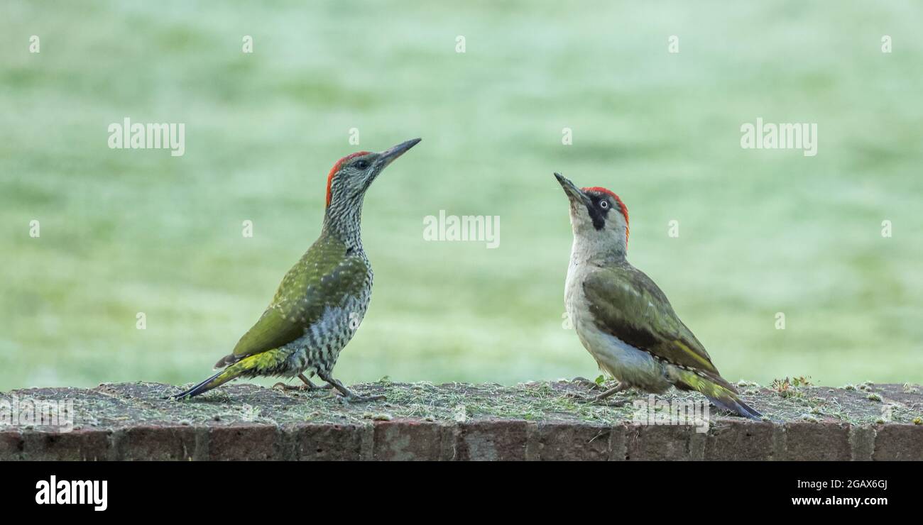 Europäischer Grünspecht (Picus viridis) juvenil und Mutter Stockfoto