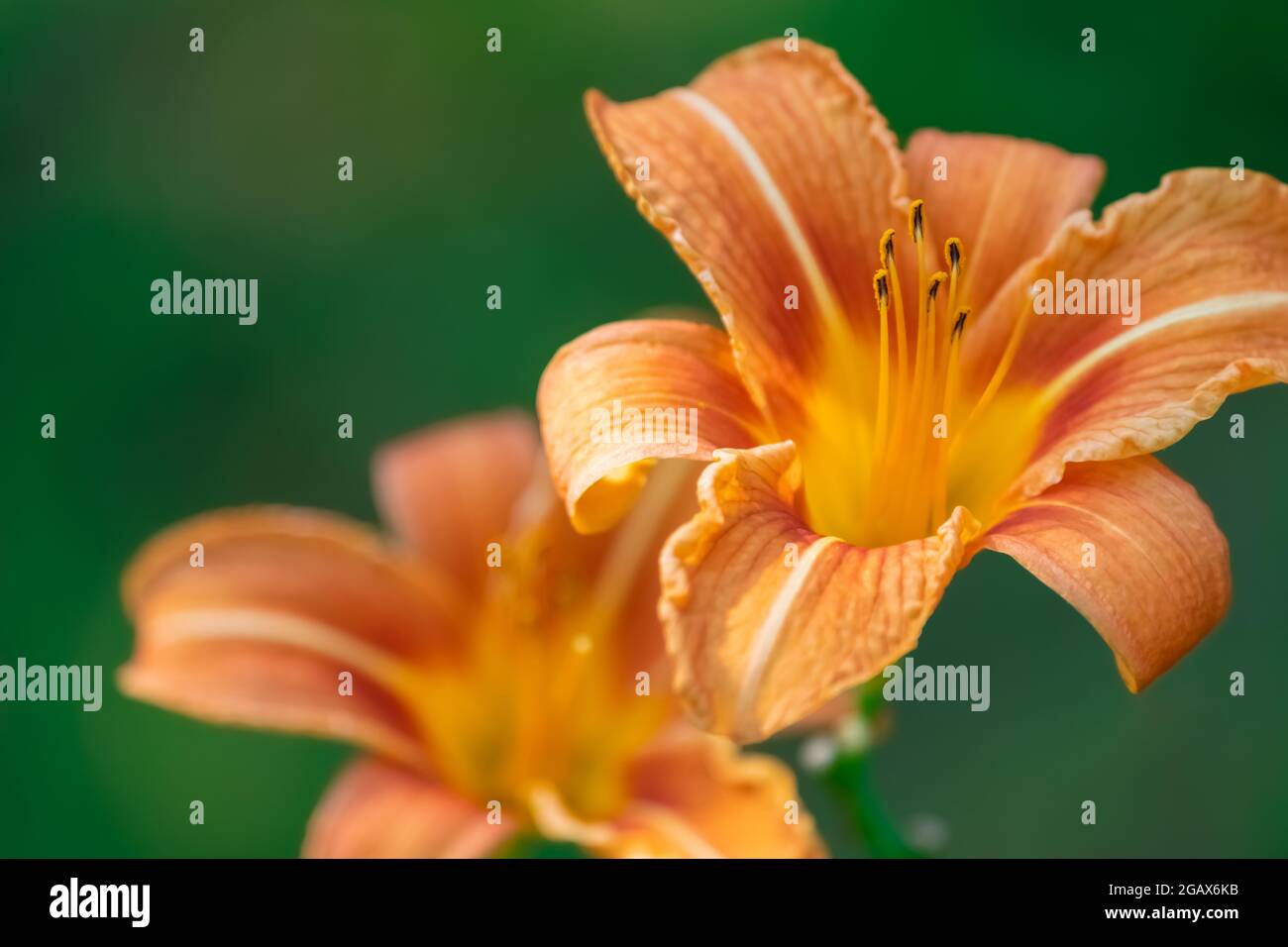 Hemerocallis fulva, Orange Daylily, Tawny Daylily, Tiger Daylily, Graitch Daylily. Ein Paar Gartenlilien auf verschwommenem grünem Hintergrund Stockfoto