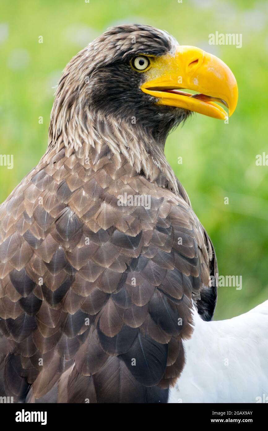 Stellers Seeadler Nahaufnahme Haliaeetus pelagicus gelber Schnabel Seitenansicht Porträt Stockfoto