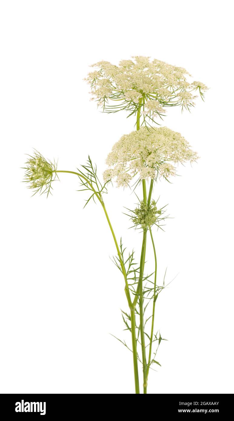 Wilde Karotte oder Daucus carota, Blüten isoliert auf weißem Hintergrund. Medizinische Kräuterpflanze. Stockfoto