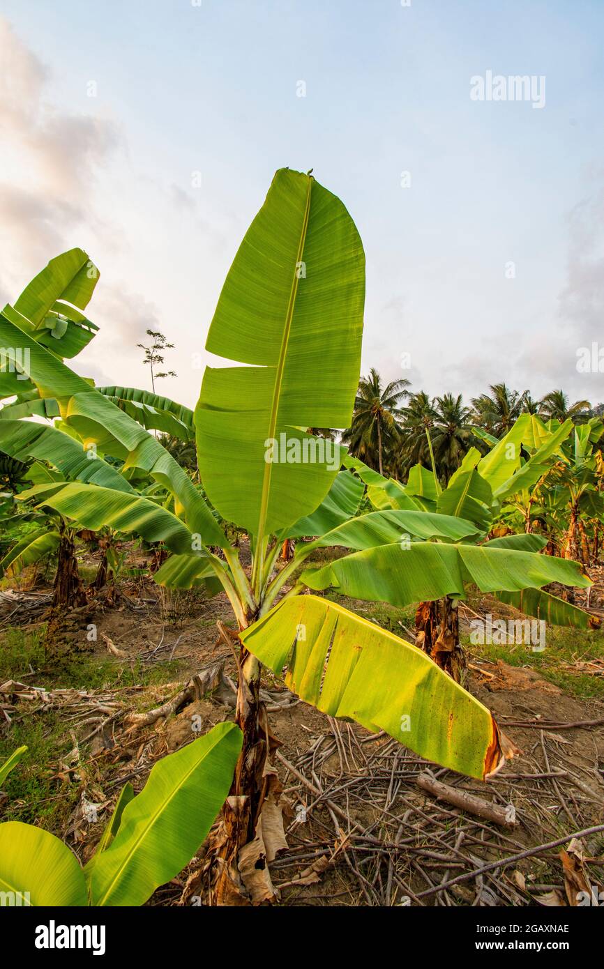 Bananenblätter auf weißem Hintergrund Stockfoto