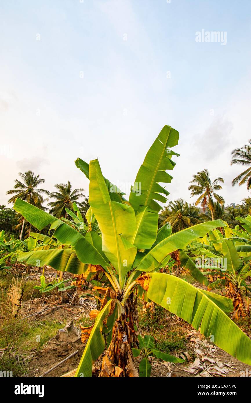 Bananenblätter auf weißem Hintergrund Stockfoto