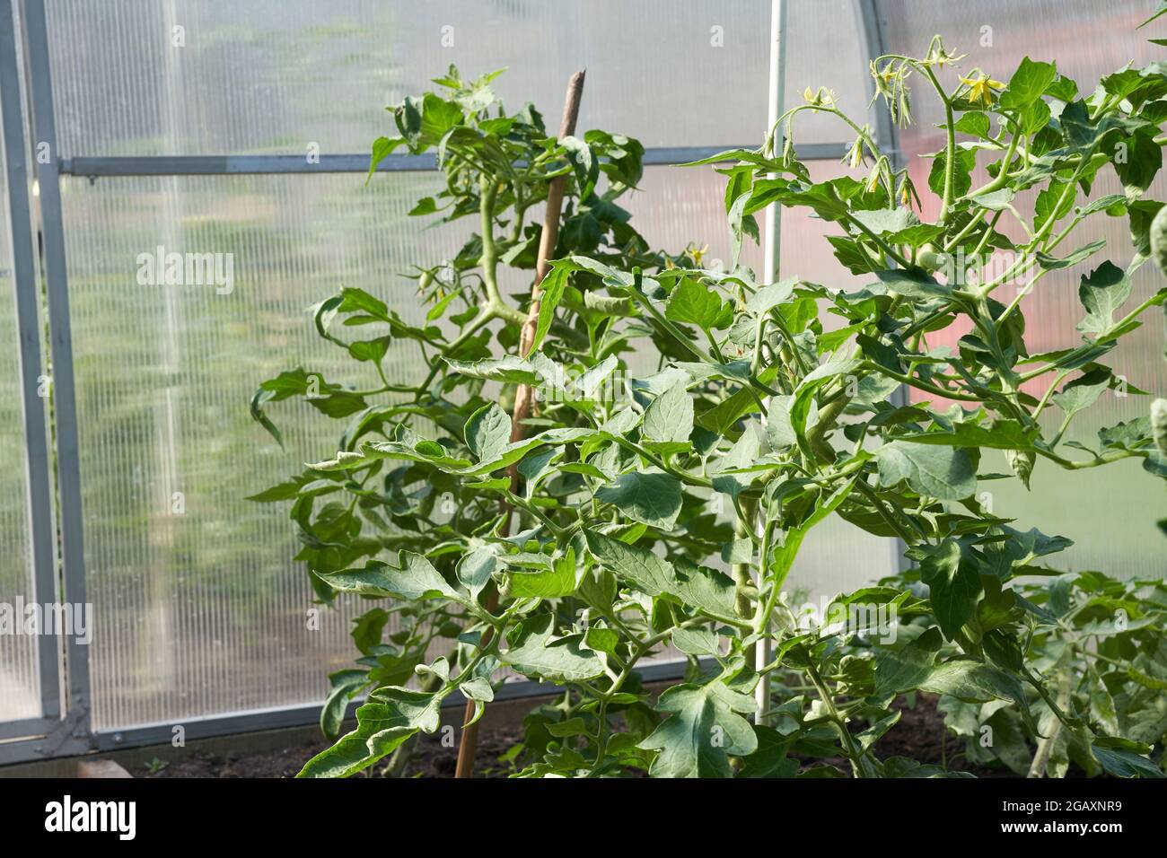 Grüne Tomatenpflanzen im Gewächshaus. Ökologischer Landbau, Anbau junger Tomatenpflanzen in einem Gewächshaus. Hochwertige Fotos Stockfoto